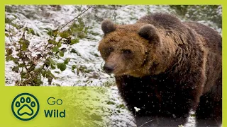 Little known mountains and forests | Wild Carpathia 1/4 | Go Wild