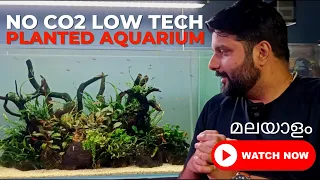 Low Tech Planted Aquarium I Scape by Accident Malayalam No CO2 Aquarium