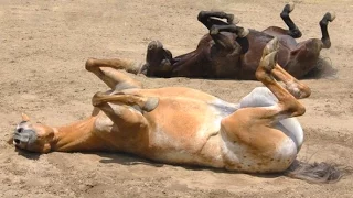 Funny Horses - A Funny Horse Videos Compilation 2015