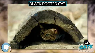 Black footed cat 🐱🦁🐯 EVERYTHING CATS 🐯🦁🐱