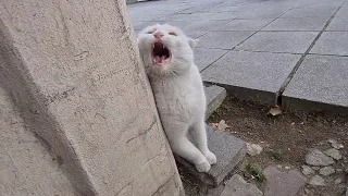 Angry white cat that gets angry and aggressive when touched.