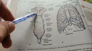 Anatomy Thorax Part-1 Lecture-1