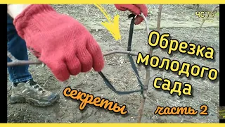 Как обрезать МОЛОДЫЕ ДЕРЕВЬЯ в саду от А до Я. Часть 2.