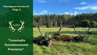 Traumhafte Rotwildbestände in Pommern - Jagd in Trzebielino