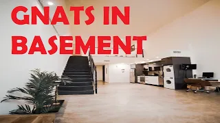 how to get rid of gnats in basement
