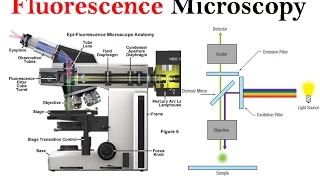 Fluorescence microscopy | fluorescence microscope principle