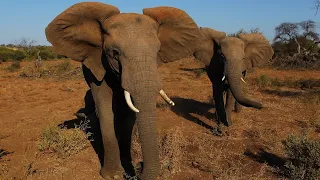 Elephant poaching reportedly worsens in Botswana