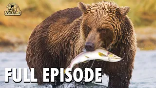 Wild America | S9 E6 'River of the Bears' | Full Episode | FANGS