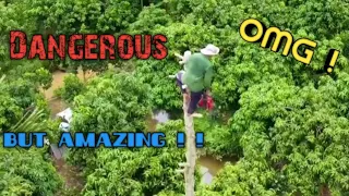 Amazing Skills | Cutting trees without safety gears