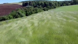 Рожь волнуется, за волной волна бежит. Поле ржи дрожит на ветру и волнуется. 4K