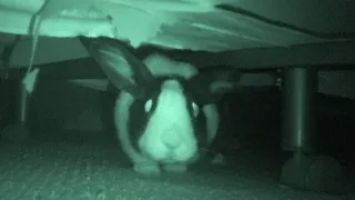 Rabbit nighttime activities