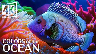 Top 50 Most Beautiful Marine Animals - The Best 4K Sea Animals for Relaxation