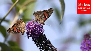 Tom Carper Warns Of Biodiversity Loss And Praises More Funding For FWS