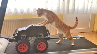 Cat Riding A Monster Truck On A Treadmill !!