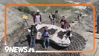 Rare T. rex fossil going on display in Colorado