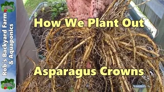 How We Plant Out Asparagus Crowns