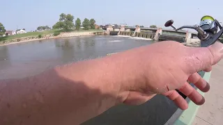 GAR FISH  WICHITA KANSAS CUT BAIT