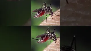 केरल में West Nile Fever का प्रकोप I Anil Kumar Tiwari #shorts