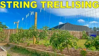 The BEST Method Of Tying Tomatoes: String Trellis Tomatoes