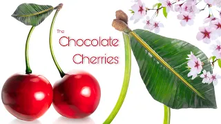 Chocolate Cherries!