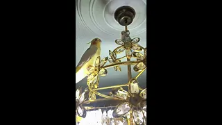 Cockatiel gives kisses to his budgie friend #shorts #youtubeshorts