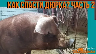 Болезни свиней. Как спасти ХРЯКА? (часть2) "Мое Подворье"