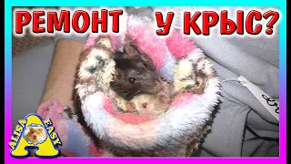 У НАШИХ КРЫСОК НОВЫЕ ГАМАКИ / ХОМКИ / КОТ ВАСИЛИЙ ИГРАЕТ / Alisa Easy PETS