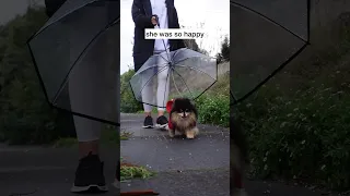 Taking My Dog Out For A Walk On A Rainy Day ☔️ #shorts #pomeranian