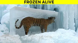 Animals Found FROZEN In Ice!