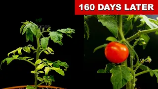 160 Days Tomato Timelapse #satisfying