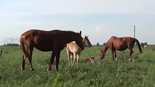 Валентина Толкунова Мне завещано поле