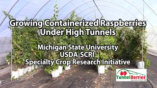 Growing Containerized Raspberries Under High Tunnels