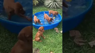 Малыши выжлята купаются #vizsla #выжла