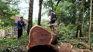 cut a special beautiful trembesi tree - STIHL MS 881 Chainsaw