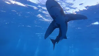 close encounters with oceanic whitetip sharks in the red sea