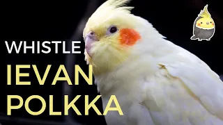 Ievan Polkka with Whistle - Cockatiel Singing Practice - Whistling Practice for Birds