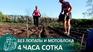 ☘ Potato Planting in a New Way Using Gordeev's Experimental Technology