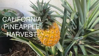 CALIFORNIA GROWN PINEAPPLE | PLANT | HARVEST | TASTE TEST