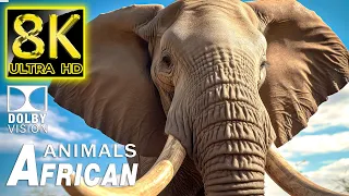 8k African Animals: Legendary Animals of Africa | with Relaxing Music & Beautiful Wild Nature