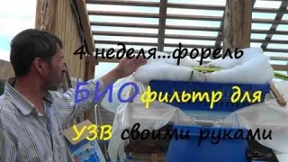 4-ая неделя форель//БИОФИЛЬТР СВОИМИ РУКАМИ//УЗВ//ФОРЕЛЕВОДСТВО//ФОРЕЛЬ//РЫБА//СЕЛЬСКОЕ ХОЗЯЙСТВО