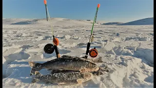 НА ЮЖНОМ ПОБЕРЕЖЬЕ БАРЕНЦЕВА МОРЯ / АРКТИЧЕСКИЙ ГОЛЕЦ