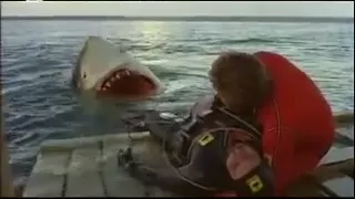 The Last Shark- Shark Death