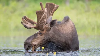 Moose Photography Algonquin Park Ontario, Canada