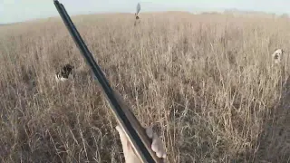 111123 Pheasant Hunt