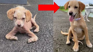 A baby dog crawling her way to us We couldn't believe what we saw