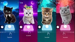 CUTE CATS WEDNESDAY LADY GAGA BLOODY MARY and BLACKPINK LISA MONEY and JISOO FLOWER and DAVID GUETTA