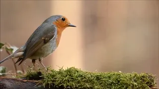 杜鵑圓舞曲(The Cuckoo Waltz) - 挪威 Johan Emanuel Jonasson作曲