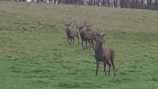 chasse des cervidés et chevreuils avec nos foxs