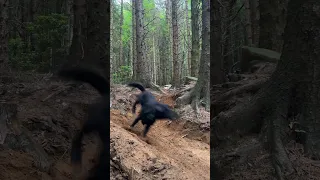 TRAIL DOG IN ACTION 🐕