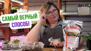 Появилась плесень на рассаде?! Нужно всего ОДНО средство!